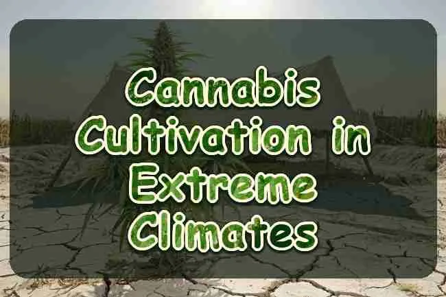 A flowering cannabis plant in dry cracked earth