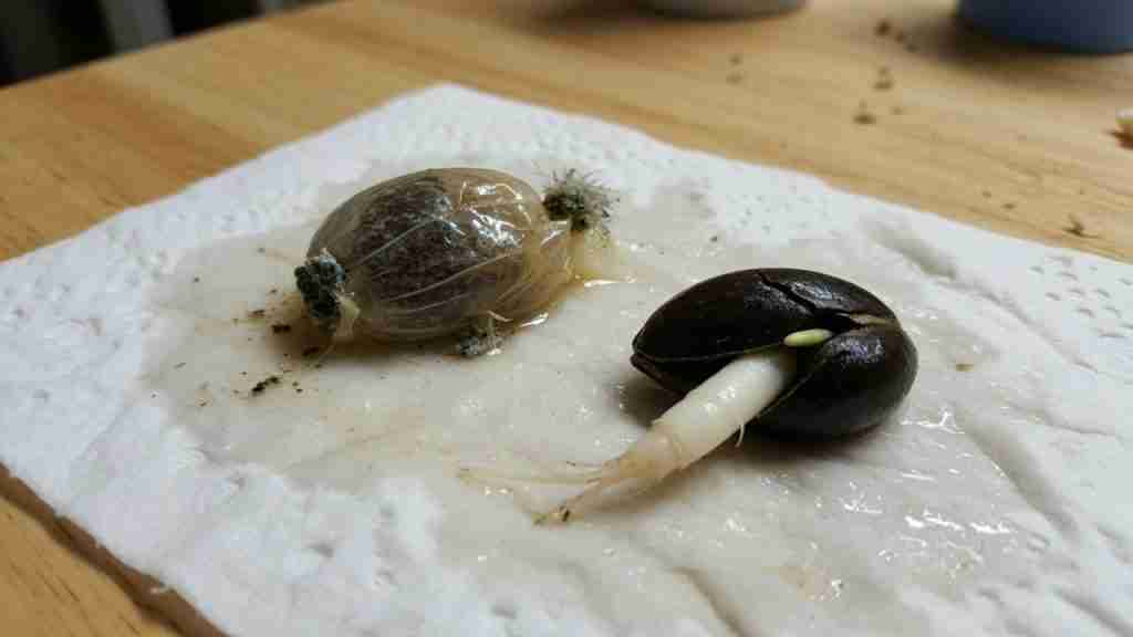 A slimy failed cannabis seed beside a healthy split seed with a taproot on a paper towel