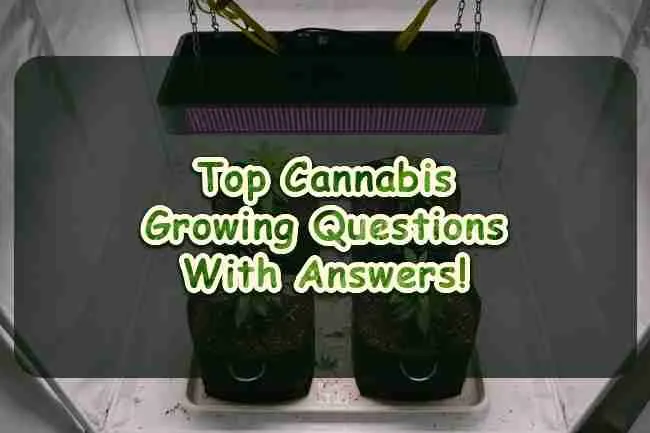 Four young cannabis plants in fabric pots under a hanging LED inside a white grow tent