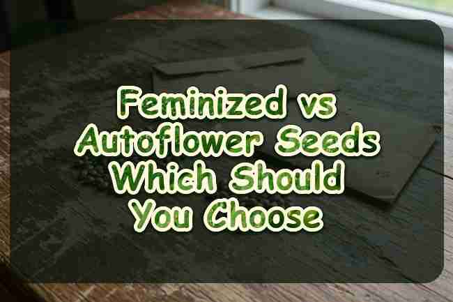 Two piles of cannabis seeds on a wood table beside blank envelopes