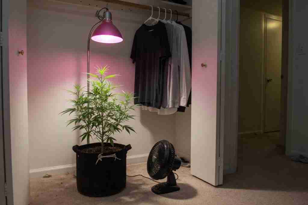 A young cannabis plant in a bedroom closet beside hanging shirts and a fan