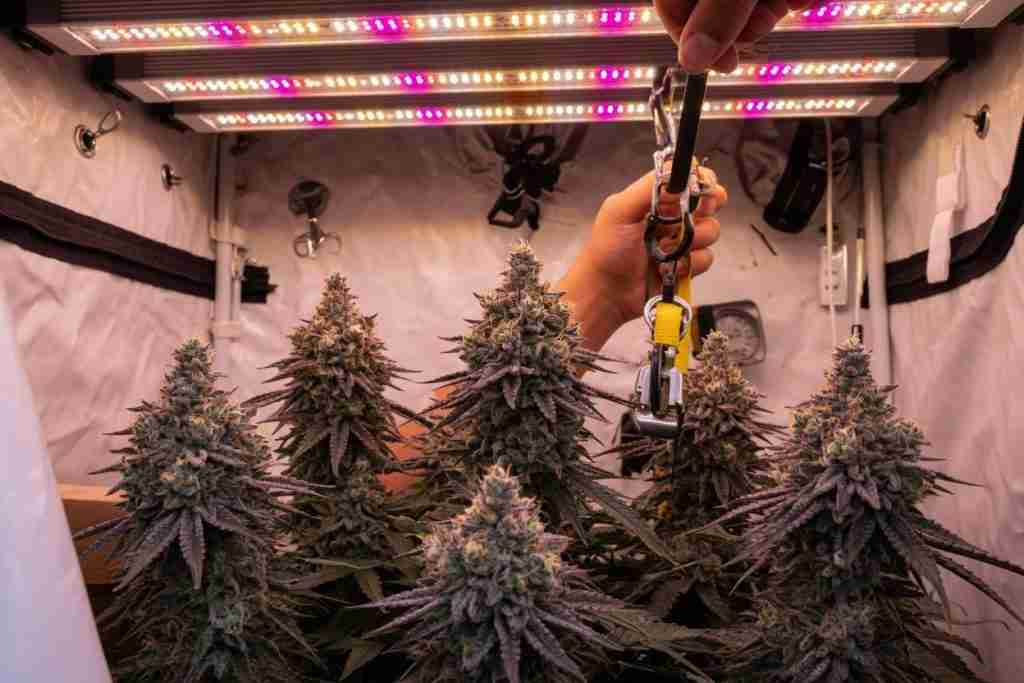 A hand lifting a lamp above ripe cannabis flowers in a tight tent
