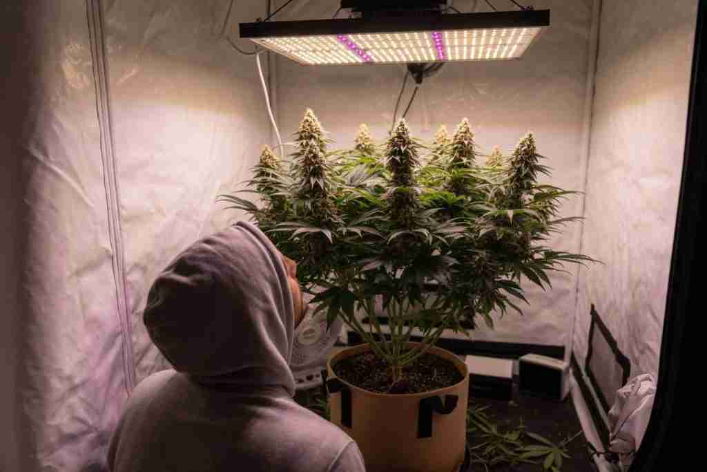 A person in a hoodie looking at a flowering cannabis plant in a short tent