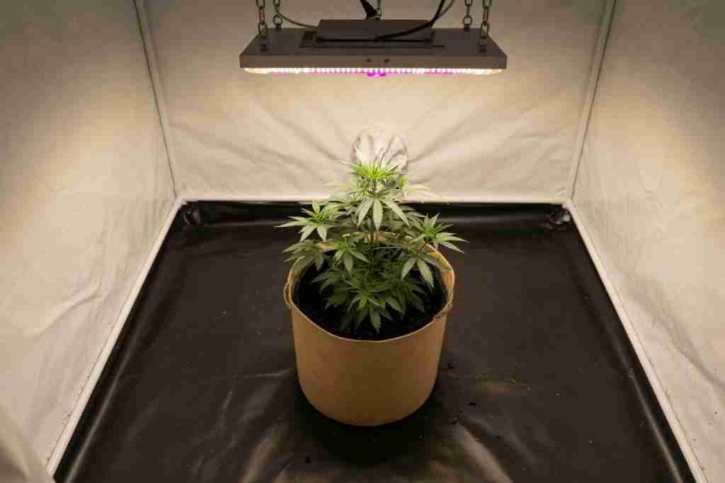 One young cannabis plant alone in the middle of an empty tent