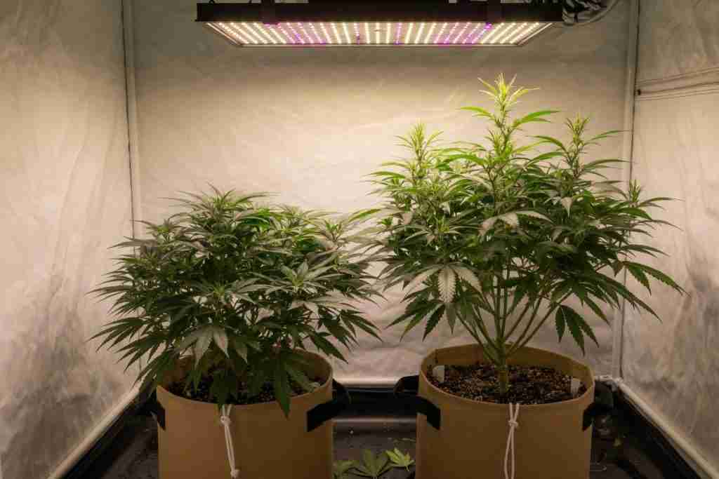 Two cannabis plants of different shapes side by side in a short tent