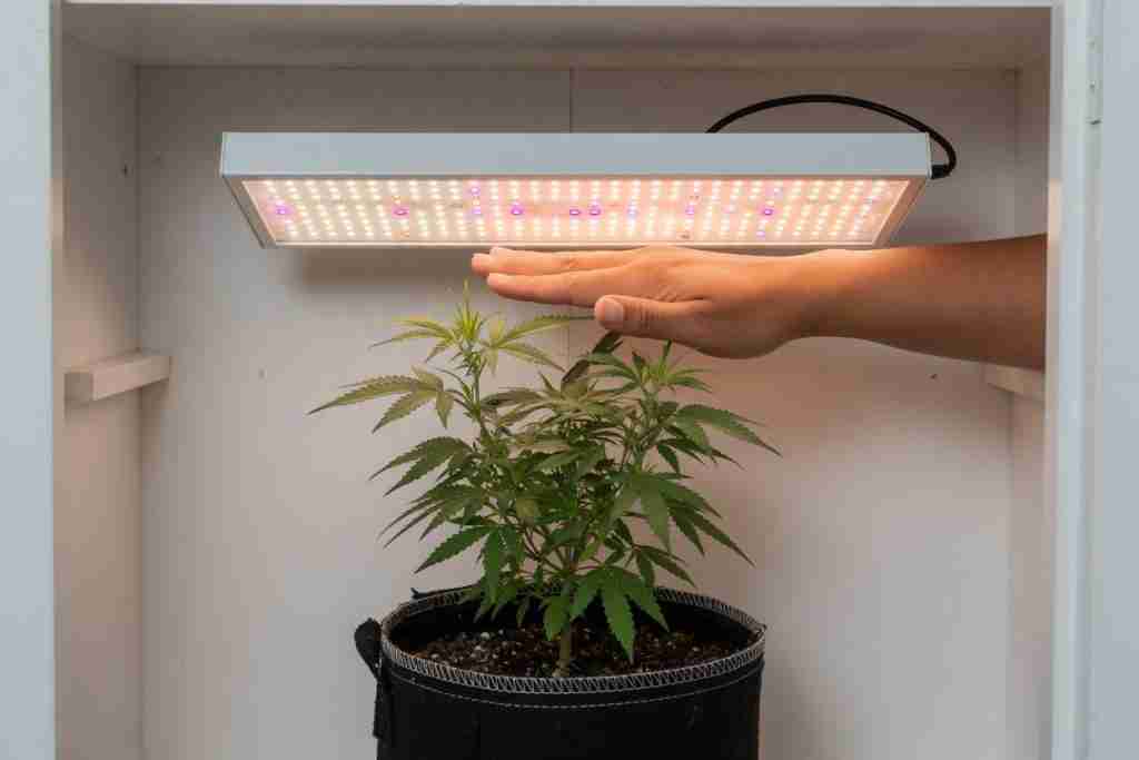 A hand held in the gap between a lamp and a young cannabis plant
