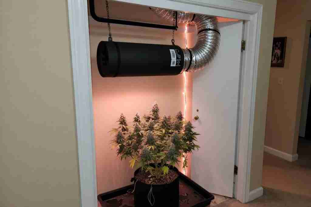 A carbon filter and duct above a flowering cannabis plant by an open door