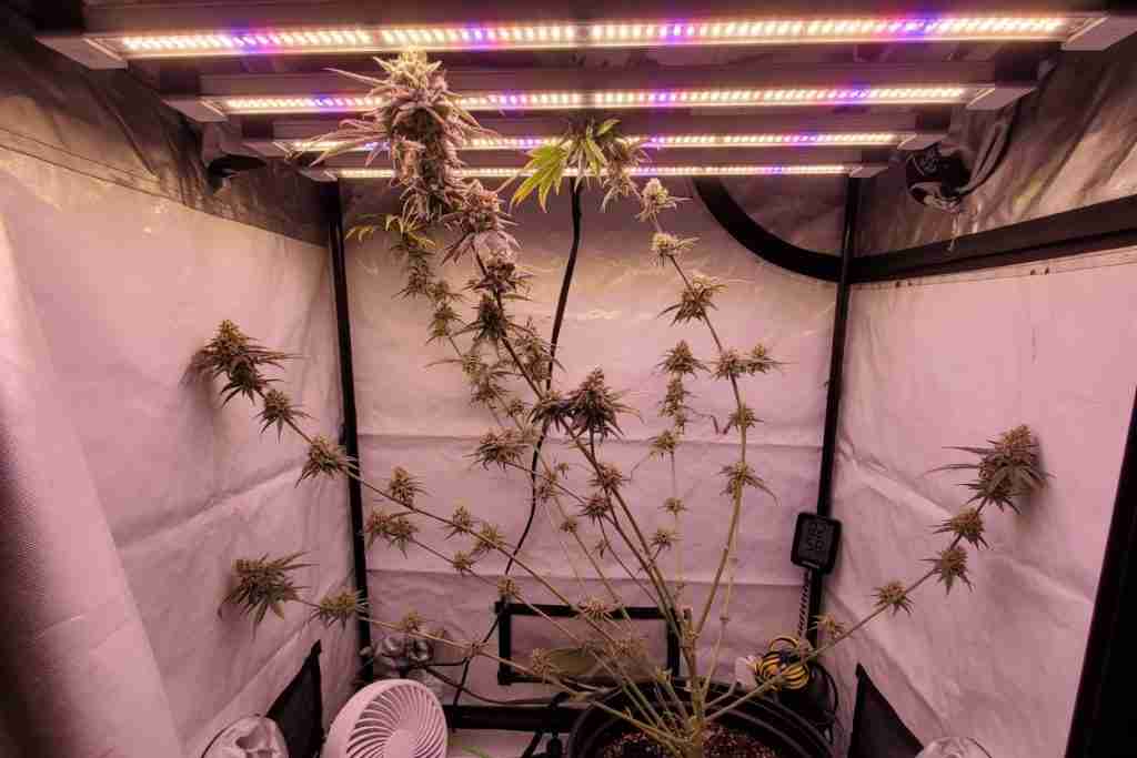 A stretched cannabis plant with flowers reaching the lamp bars