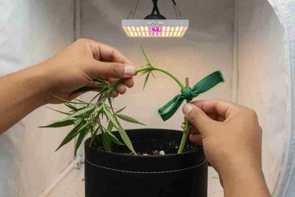 Hands tying a soft green tie on a bent cannabis stem