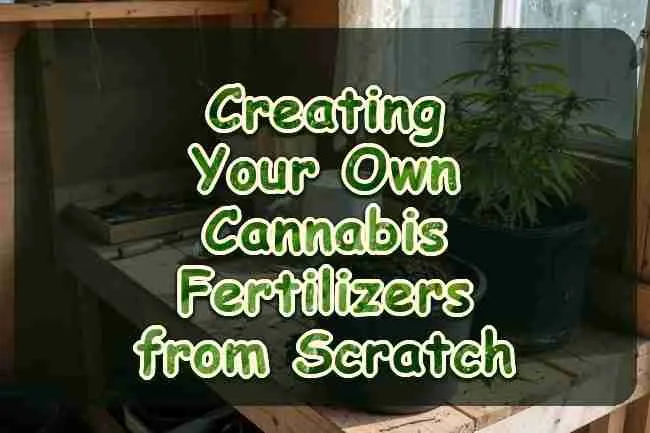 A bucket of finished compost beside a cannabis plant