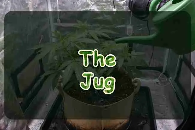 A cannabis plant watered from a plain can