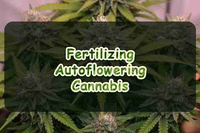 Fertilizing Autoflowering Cannabis Plants