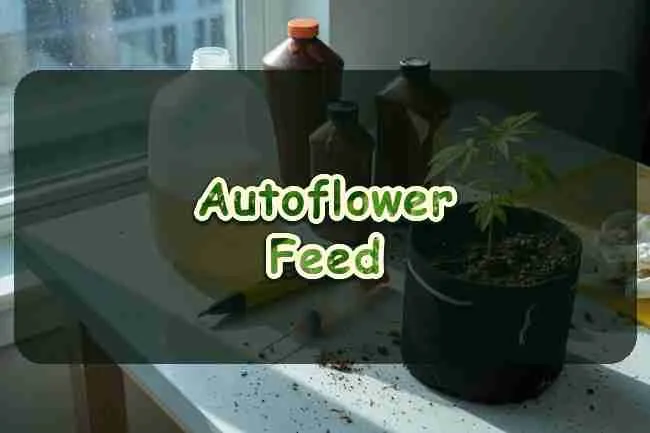 Autoflower Feed