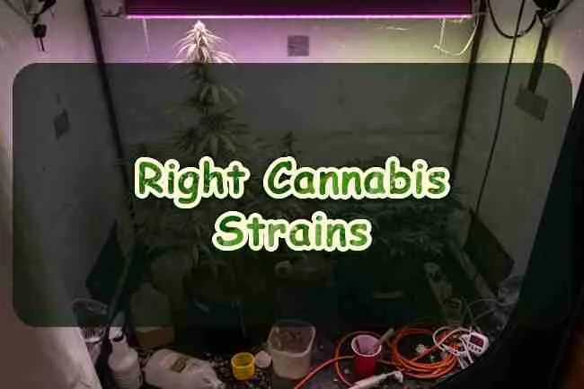 Right Cannabis Strains
