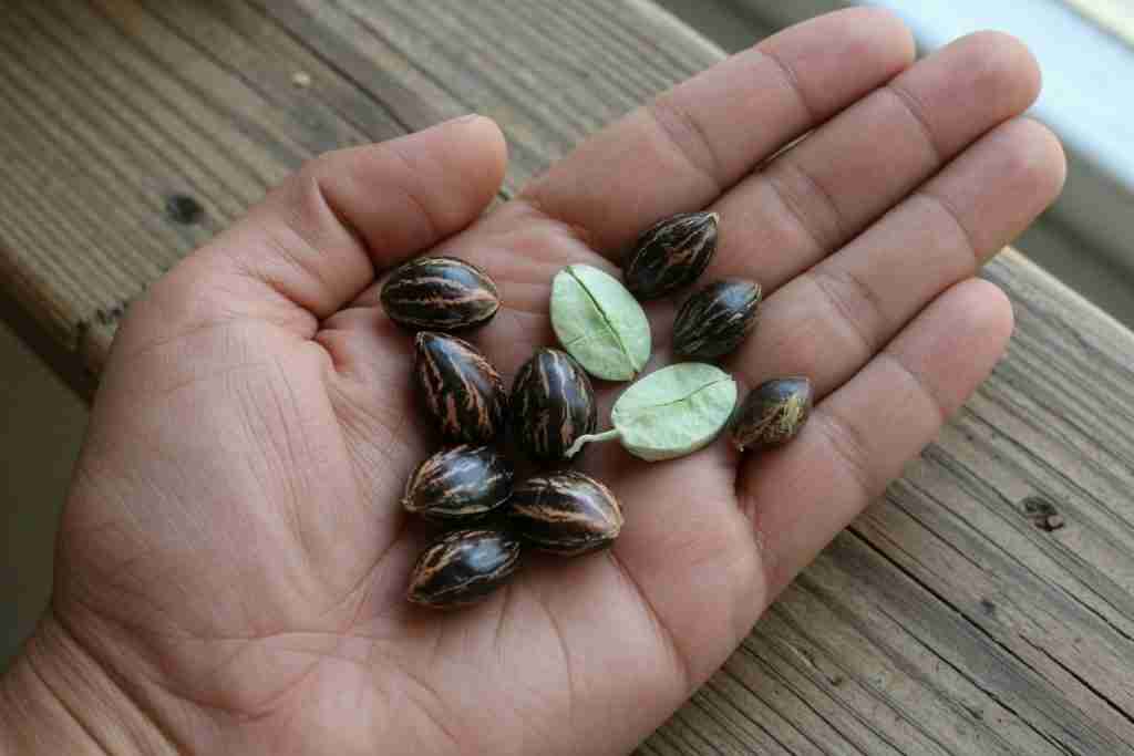 Dark cannabis seeds and pale seeds in an open hand