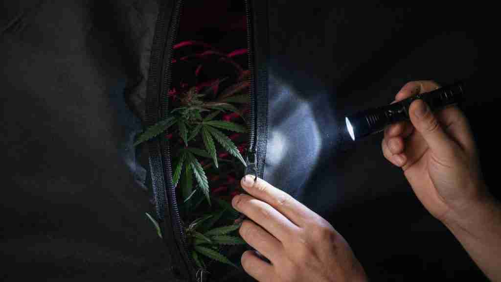 Hands holding a flashlight along a grow tent zipper to check for light leaks at night