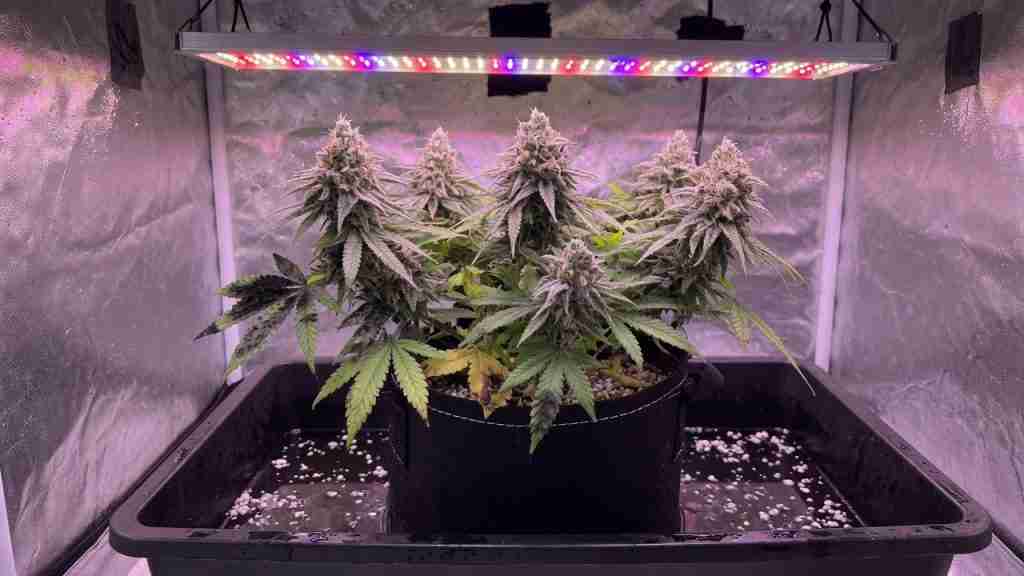 Flowering cannabis plant in a grow tent with sooty mold patches on lower fan leaves