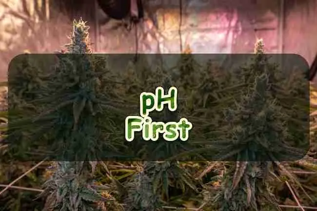 Flowering cannabis colas in a tent with a pH First title card