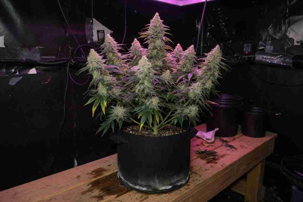 A flowering cannabis plant left in a fabric pot