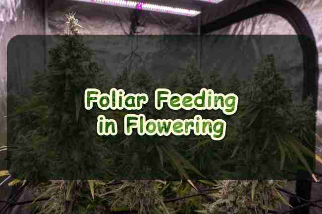 Foliar Feeding Cannabis Plants in Flowering