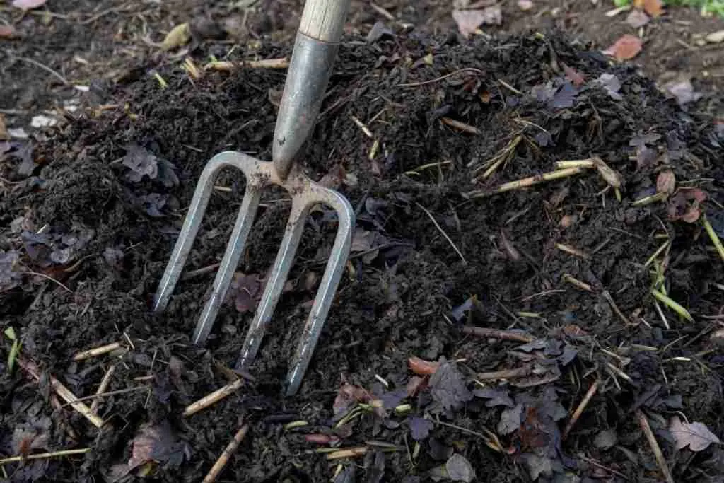 A garden fork standing in a turned compost pile