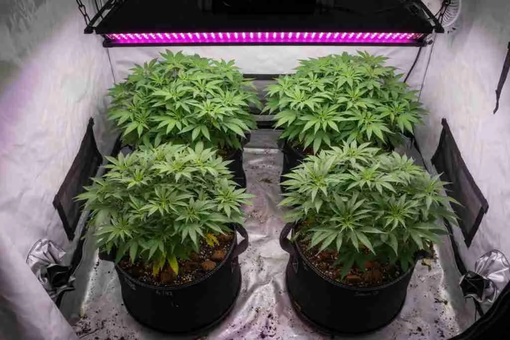 Overhead view of four cannabis plants in fabric pots filling a home grow tent