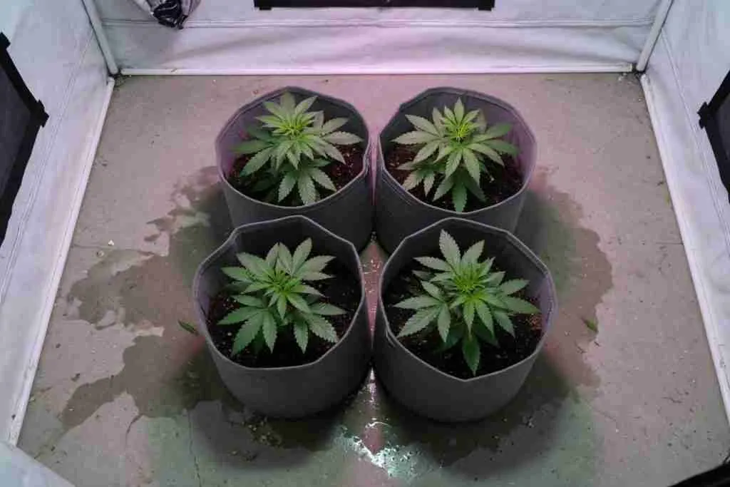 Four unlabeled fabric pots of young cannabis plants in a square inside a home grow tent