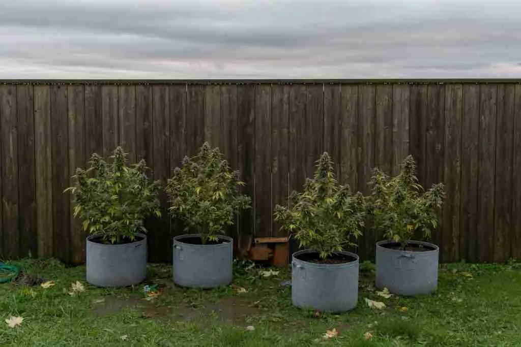 Four flowering cannabis plants in unlabeled fabric pots behind a wooden privacy fence under an overcast Canadian sky