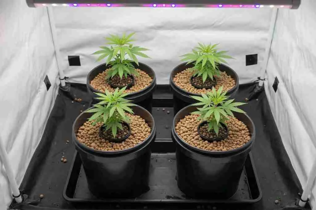 Four cannabis plants in four separate hydro buckets