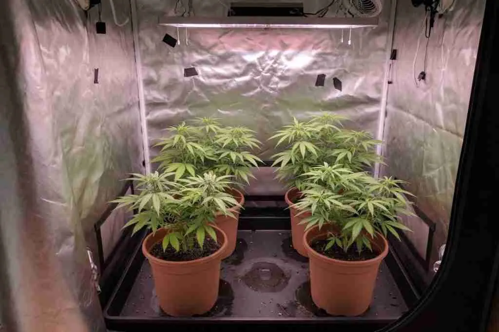 Four cannabis plants growing in a small home tent