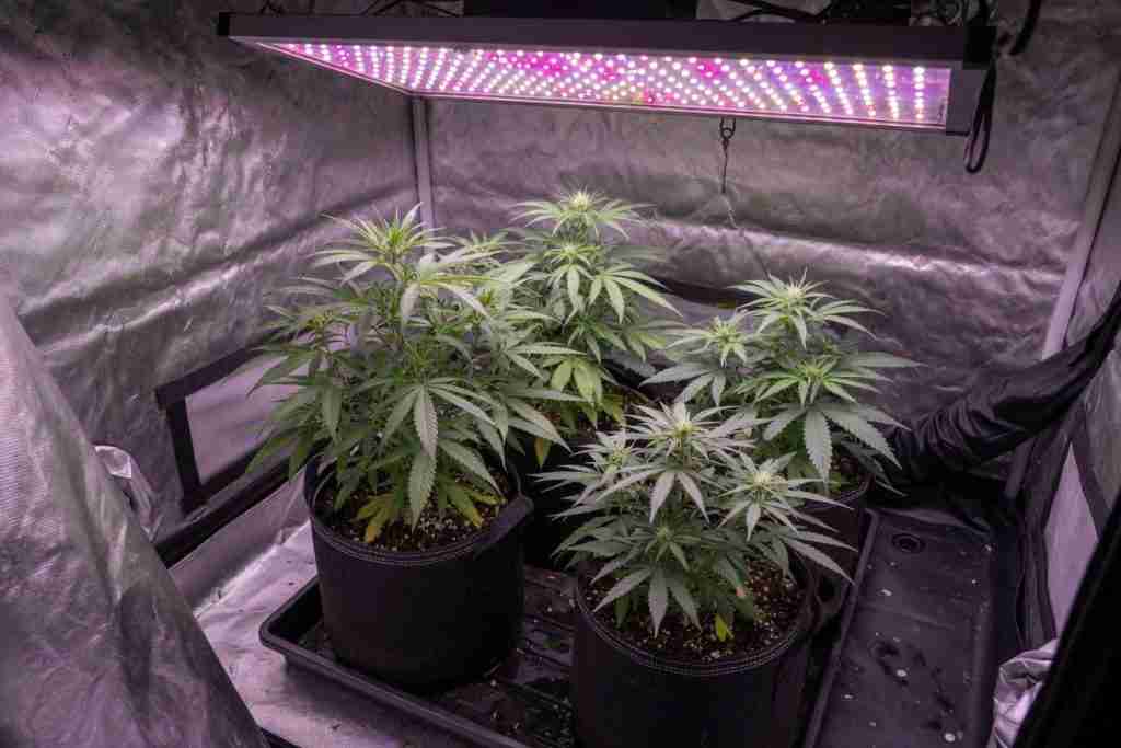 Four cannabis plants under one grow light