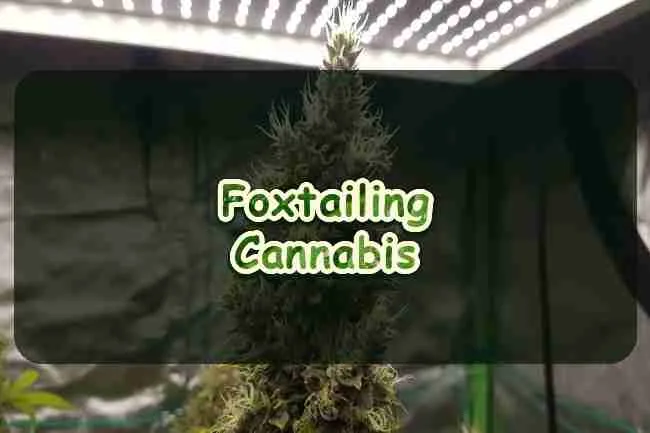 Foxtailing Cannabis