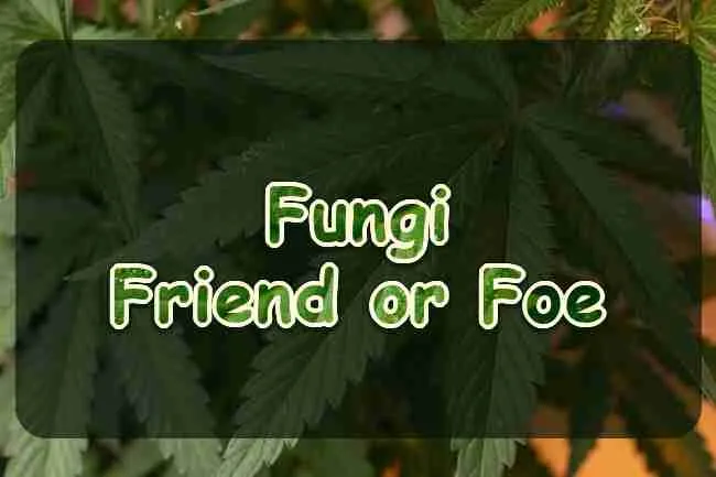 Fungi Friend or Foe of Your Cannabis