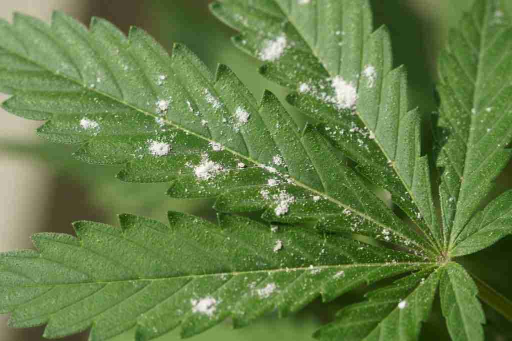 White powder on the top of a cannabis fan leaf