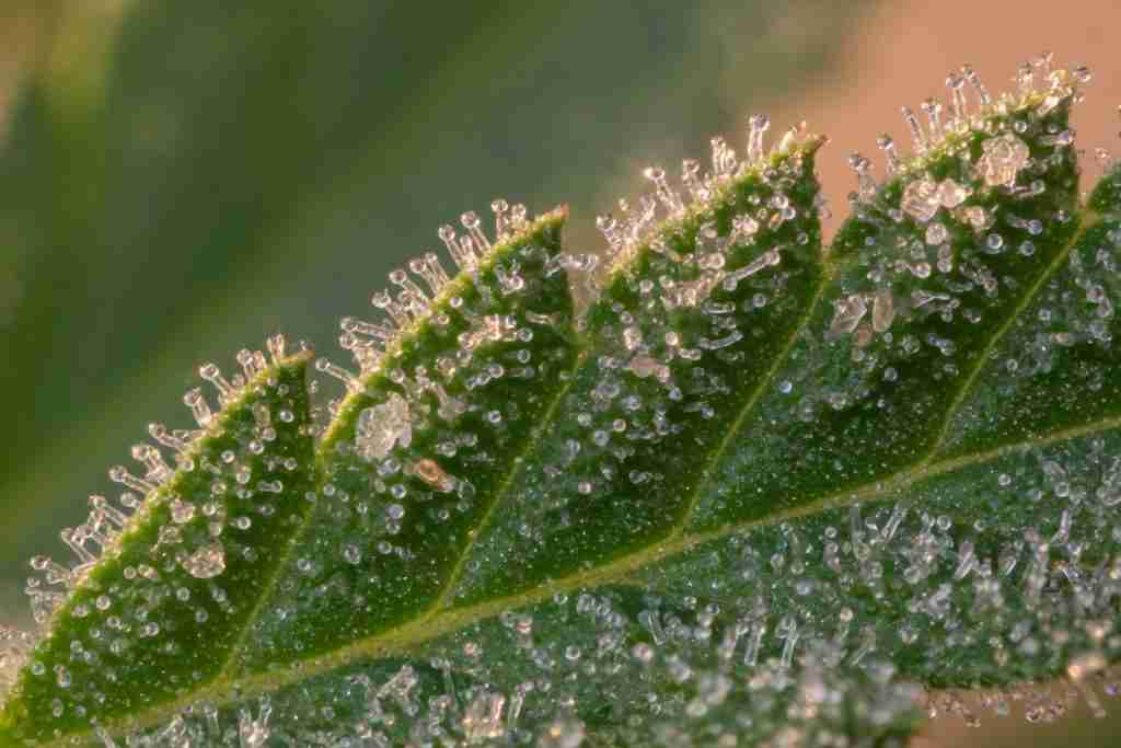 Cannabis sugar leaf edged with clear trichomes