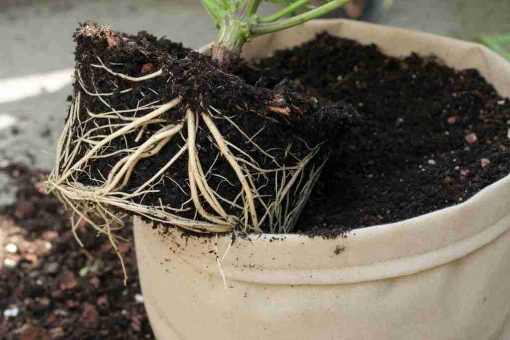 White cannabis roots in living soil at transplant