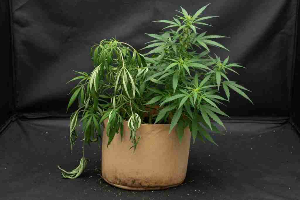 Cannabis plant limp on one side in a fabric pot