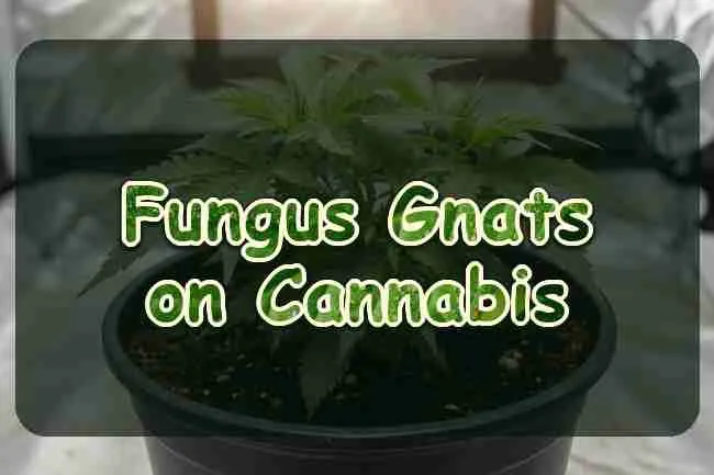 Fungus Gnats on Cannabis