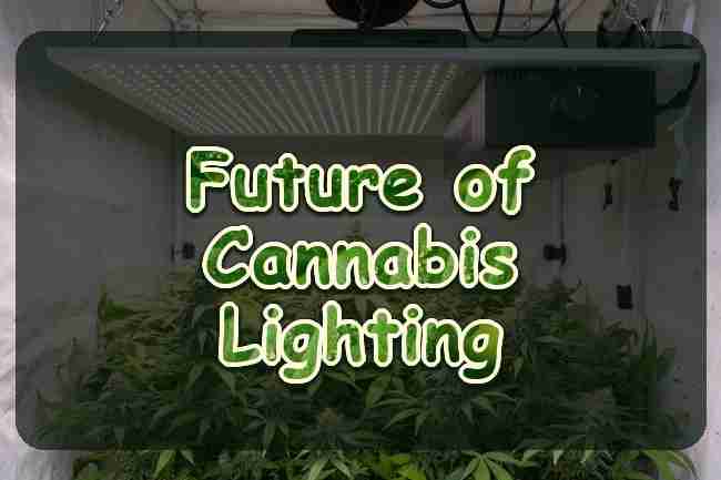 A dimmer knob on a grow light over cannabis