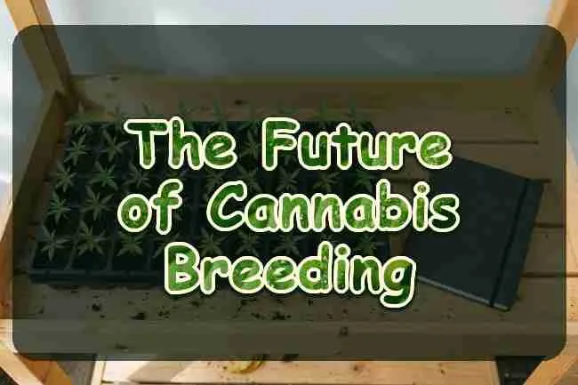 A tray of cannabis seedlings beside a closed notebook