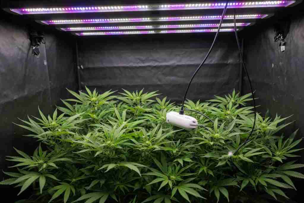 Cannabis canopy under LED bars with a sensor hanging at leaf height