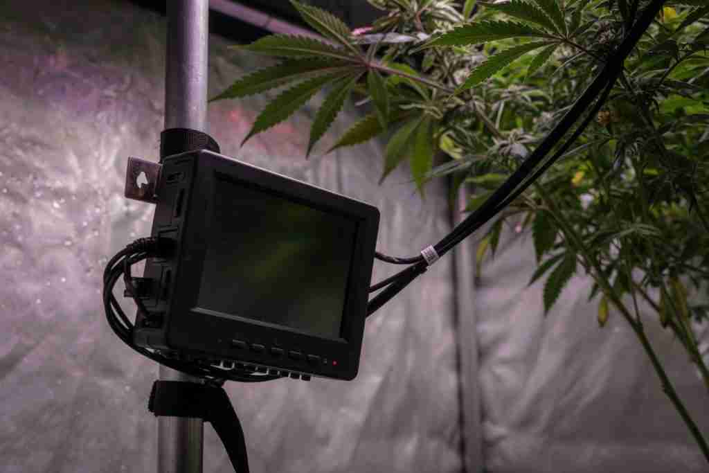 Grow tent controller with a dark screen mounted beside cannabis