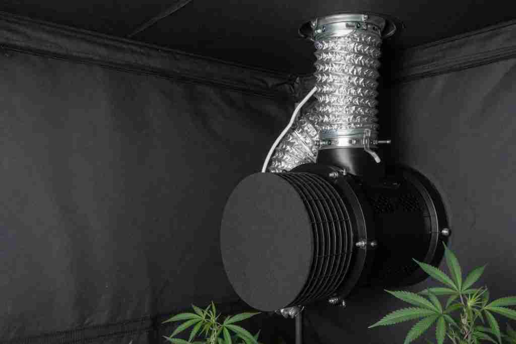 Inline fan and duct on the ceiling of a cannabis grow tent