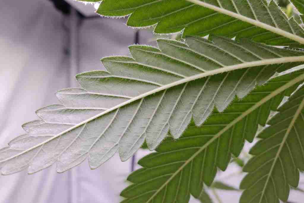 Underside of a cannabis fan leaf in grow-tent light