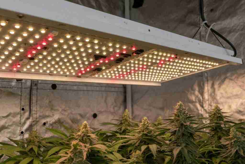 Unbranded LED board shining on flowering cannabis