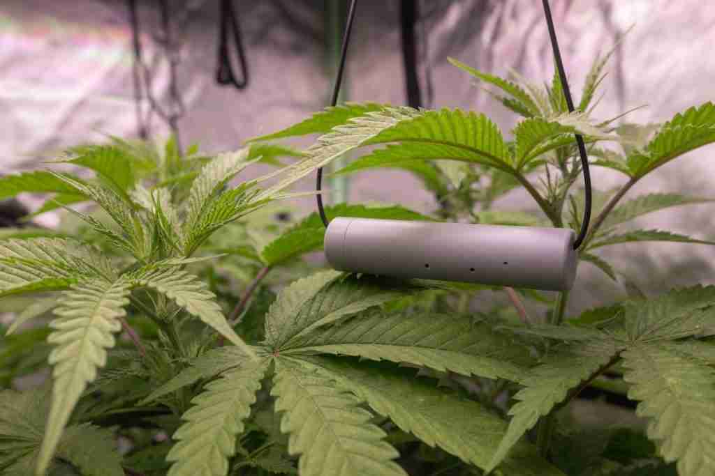 A plain climate probe hanging level with cannabis leaves