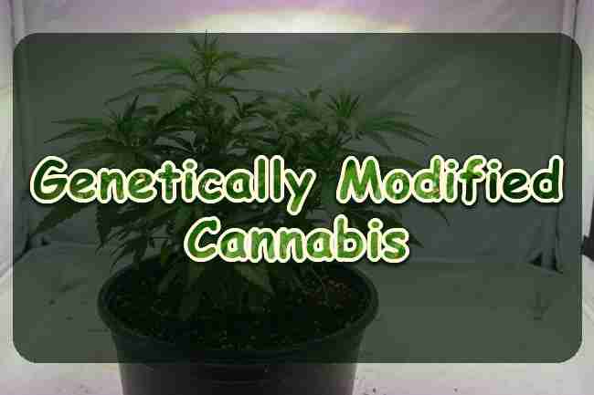 Genetically Modified Cannabis
