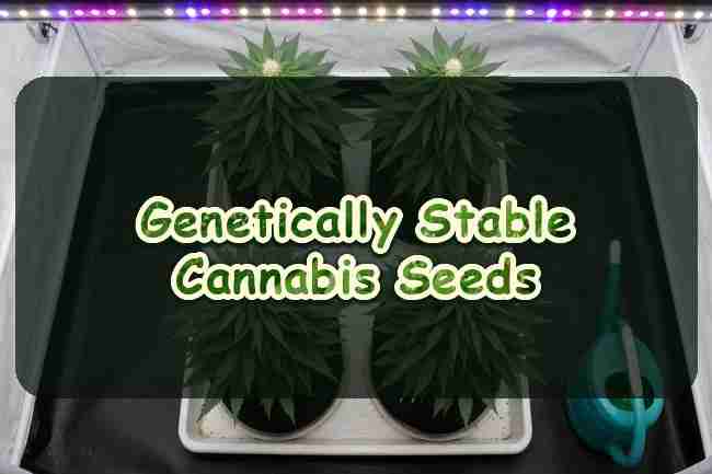 Genetically Stable Cannabis Seeds