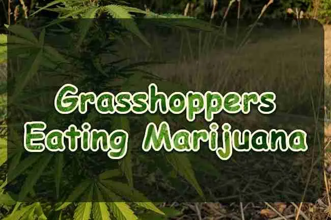 Grasshoppers Eating Marijuana