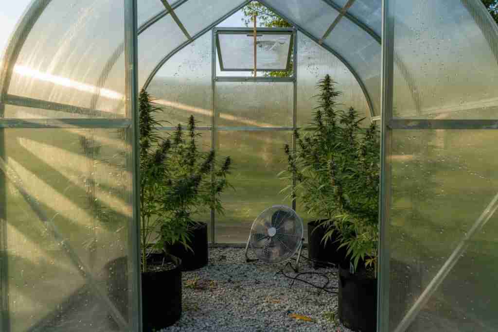 Circulation fan and an open roof vent inside a cannabis greenhouse